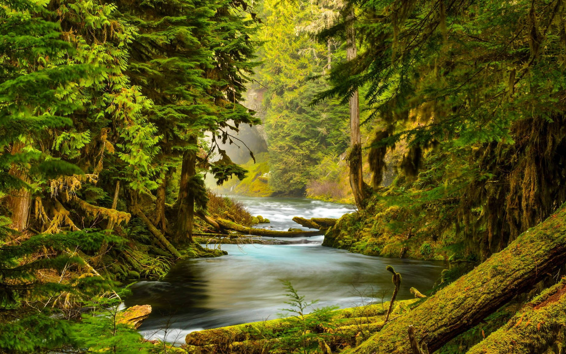 Oregon Mckenzie River Wallpaper