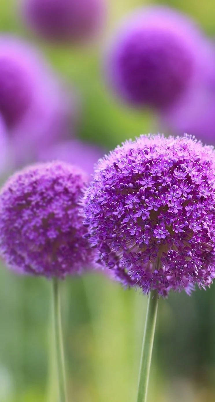 Ornamental Allium Purple Flowers Iphone Wallpaper