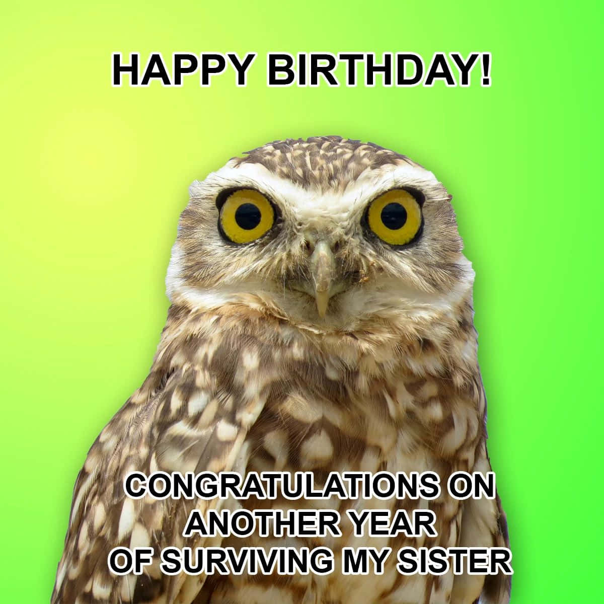 Owl Happy Birthday Sister Greeting Wallpaper