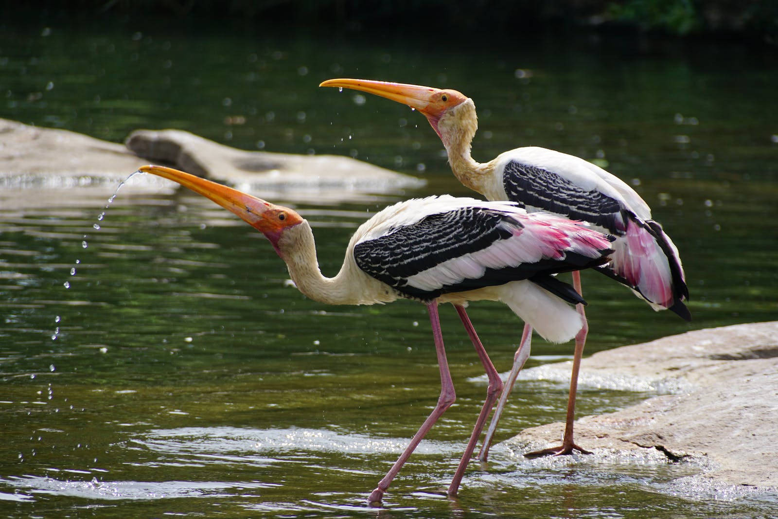 Painted Stork Beautiful Birds Wallpaper