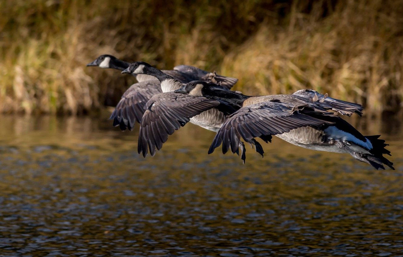 Pair Of Wild Geese Over A River Wallpaper