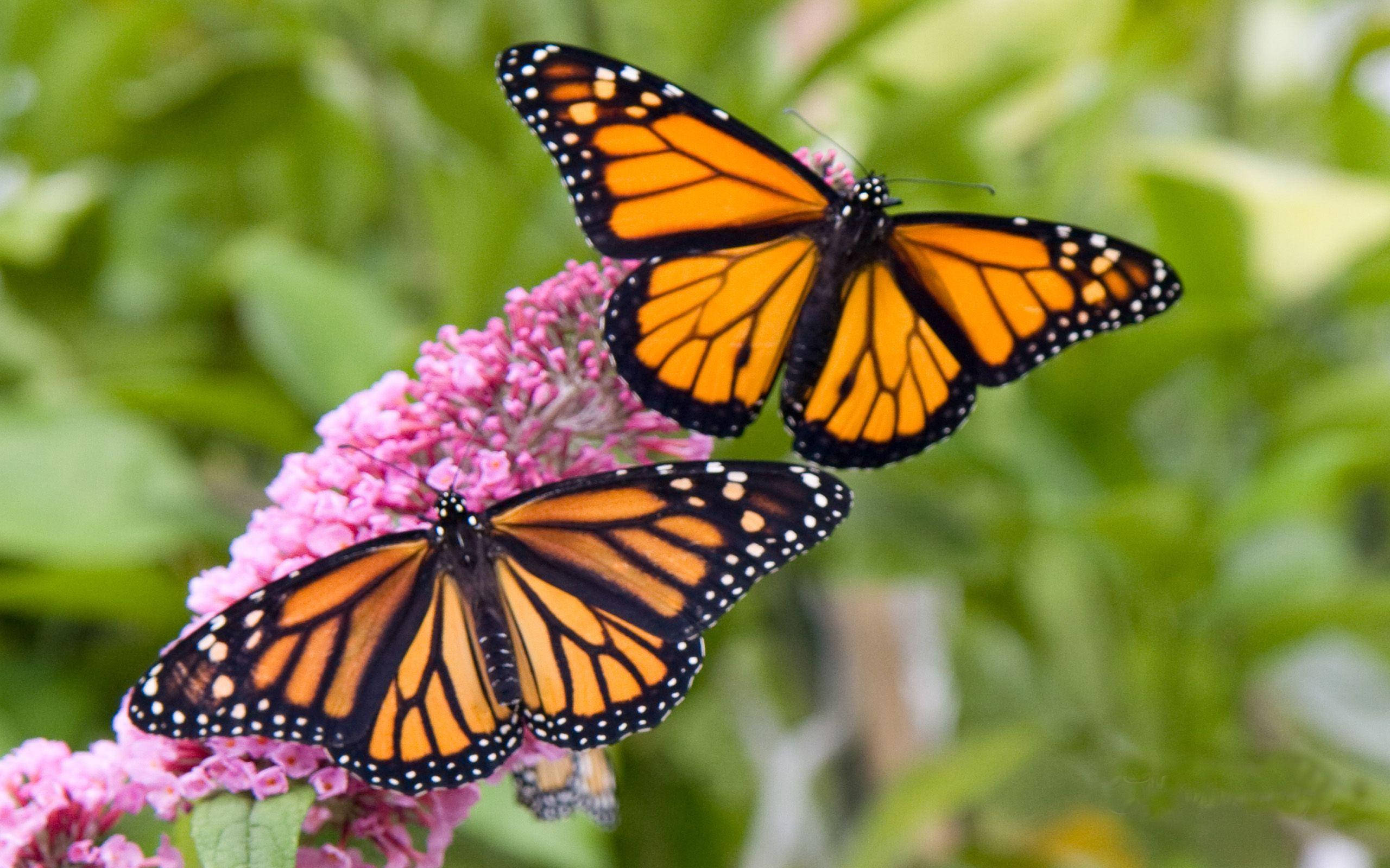 Paired Aesthetic Orange Butterfly Wallpaper