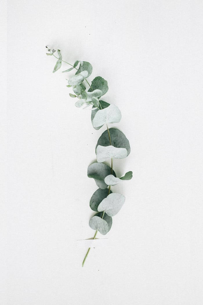 Pale Eucalyptus Branch Wallpaper