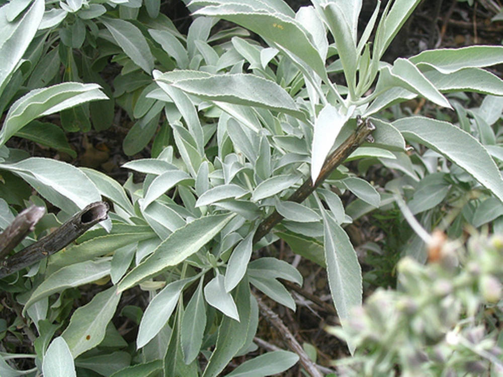 Pale Green Sage Wallpaper