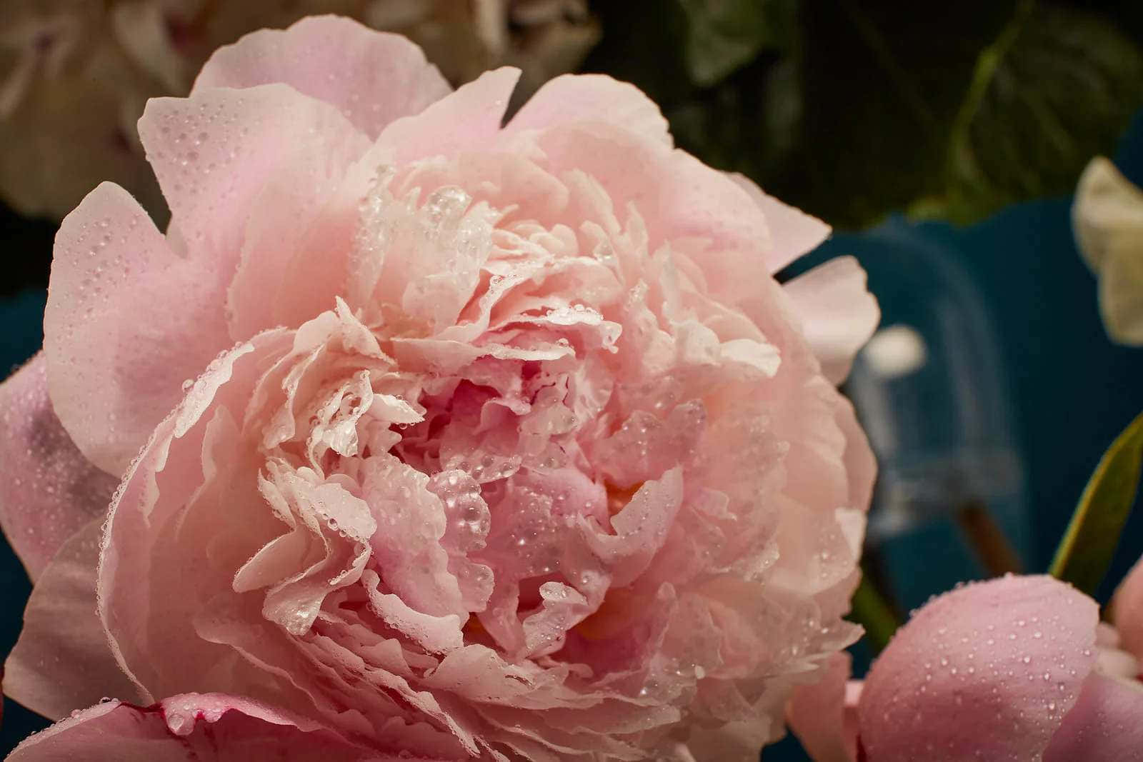 Pale Pink Peonywith Dew Drops Wallpaper