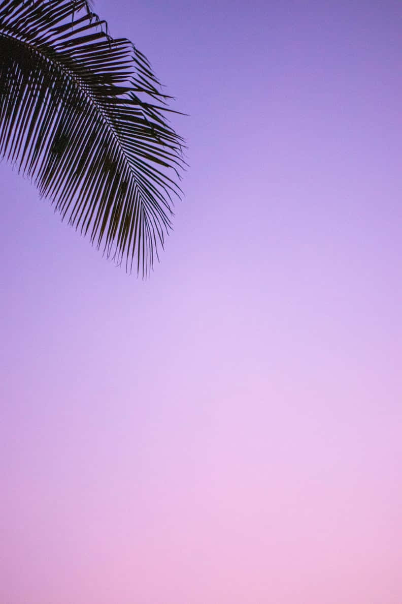 Palm Leaves Against Twilight Sky.jpg Wallpaper