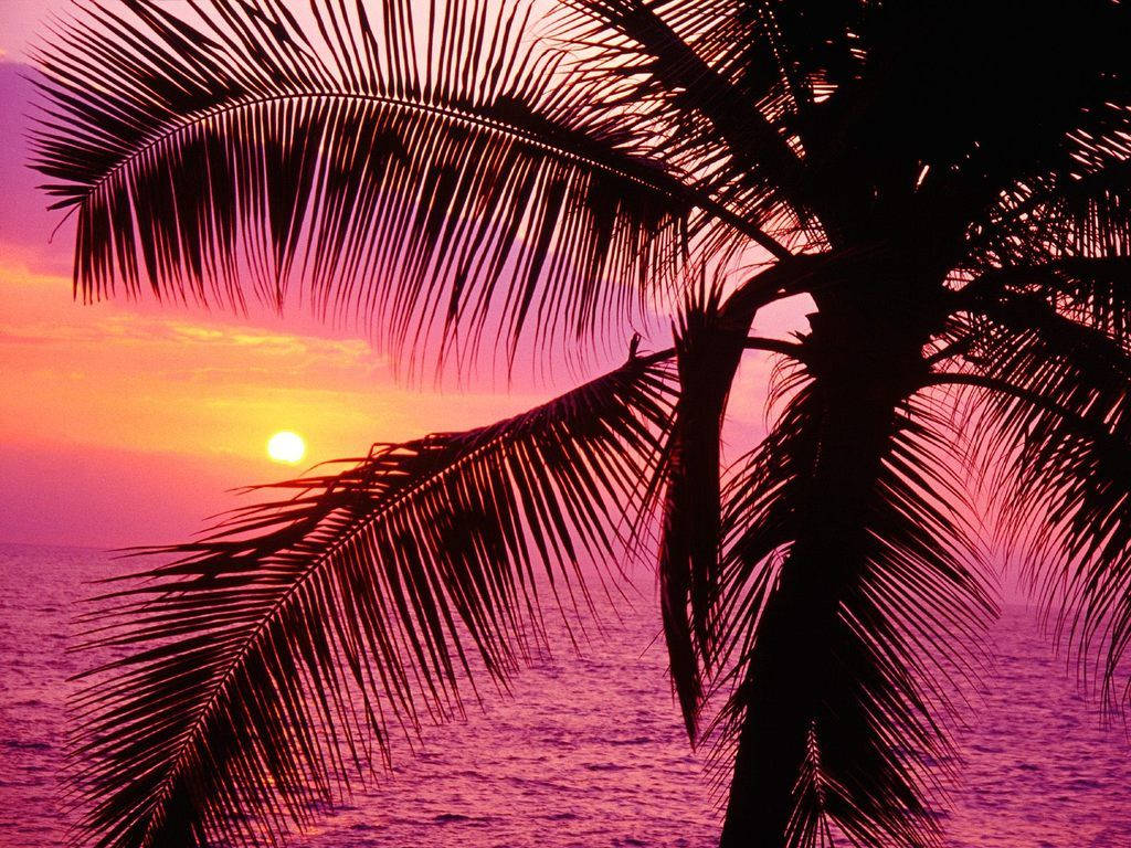 Palm On Girly Pink Sunset Wallpaper