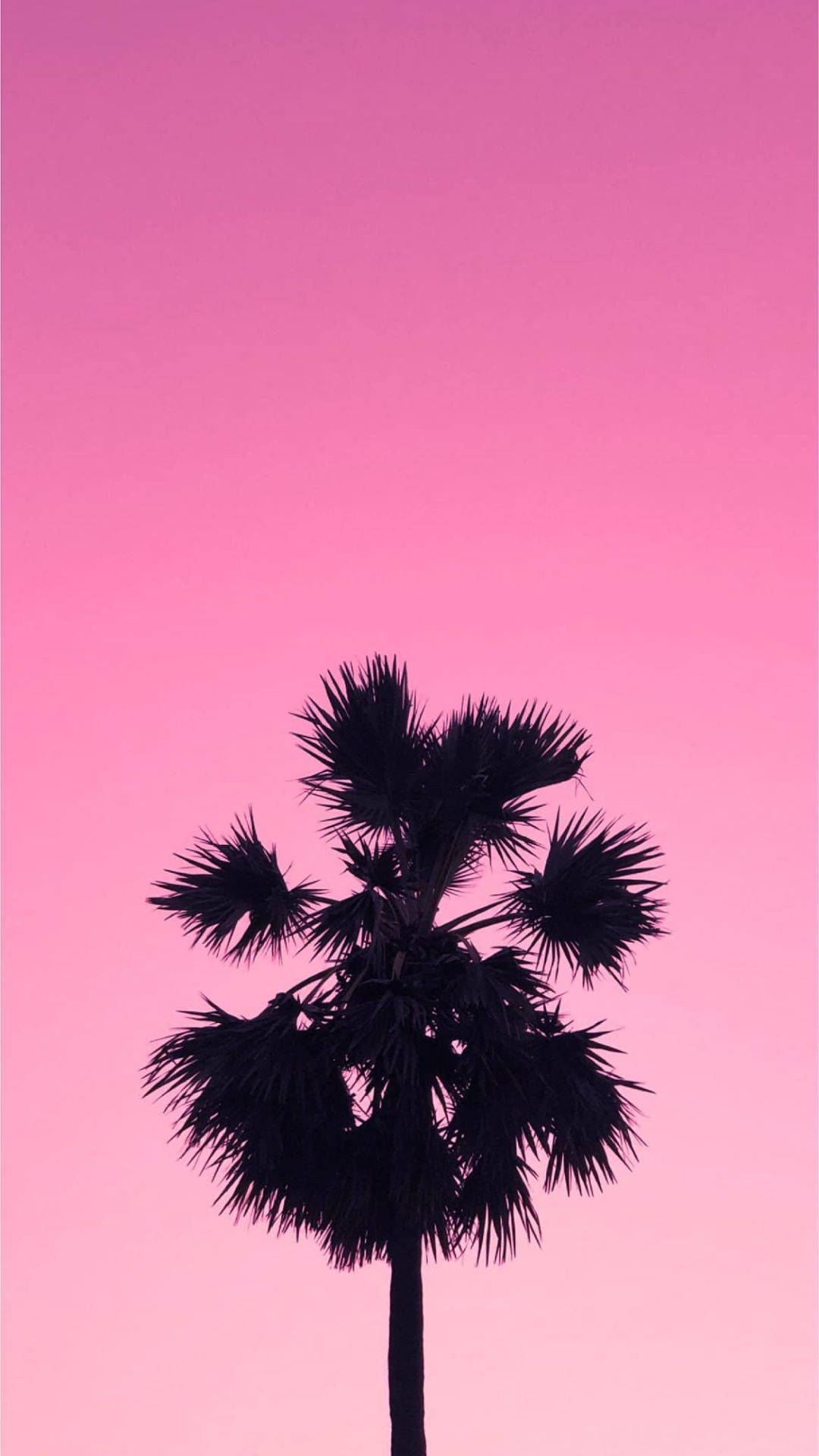 Palm Tree On Aesthetic Pink Sky Wallpaper