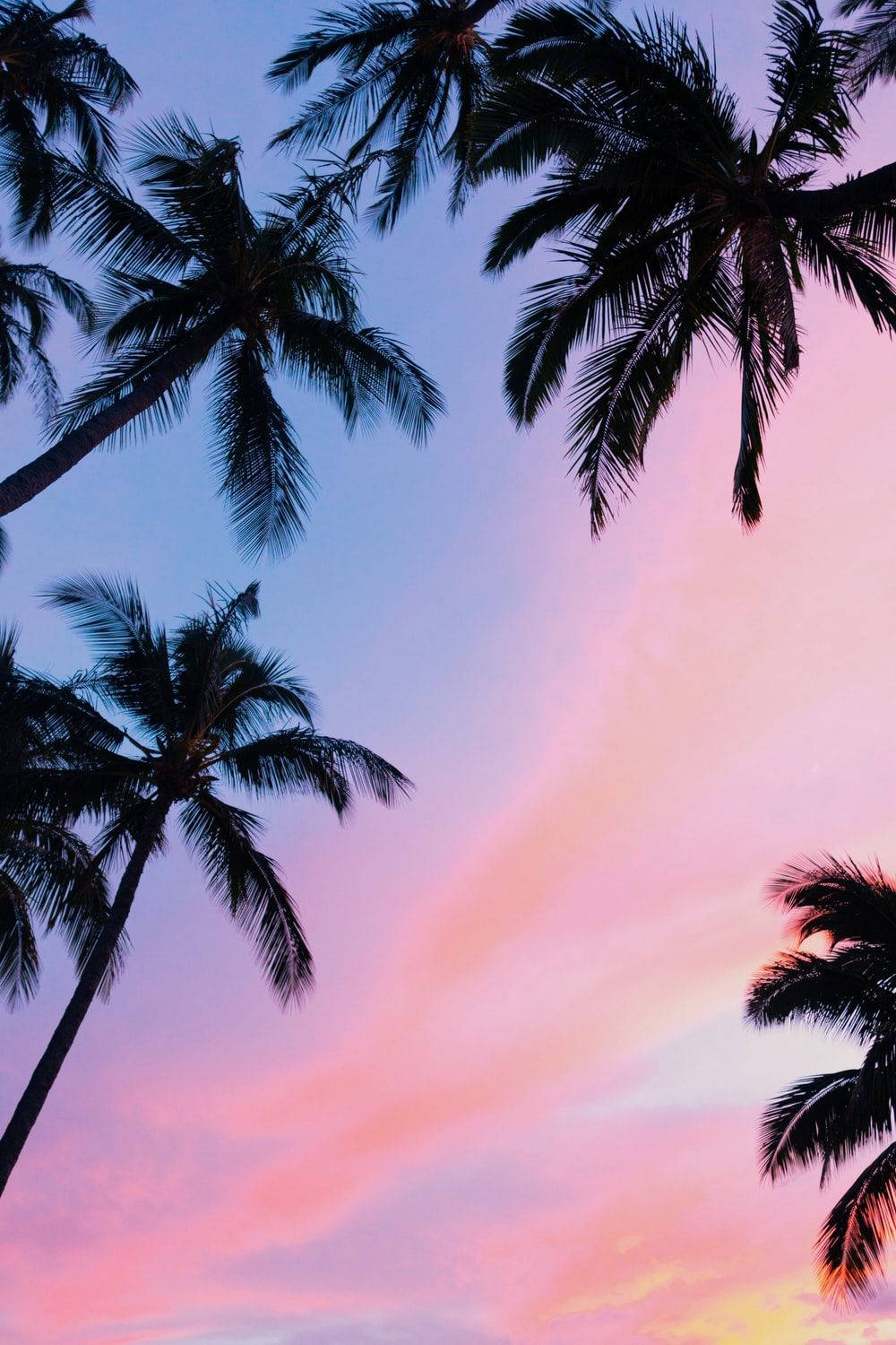 Palm Trees And Pink Skies Cool Pfp Wallpaper