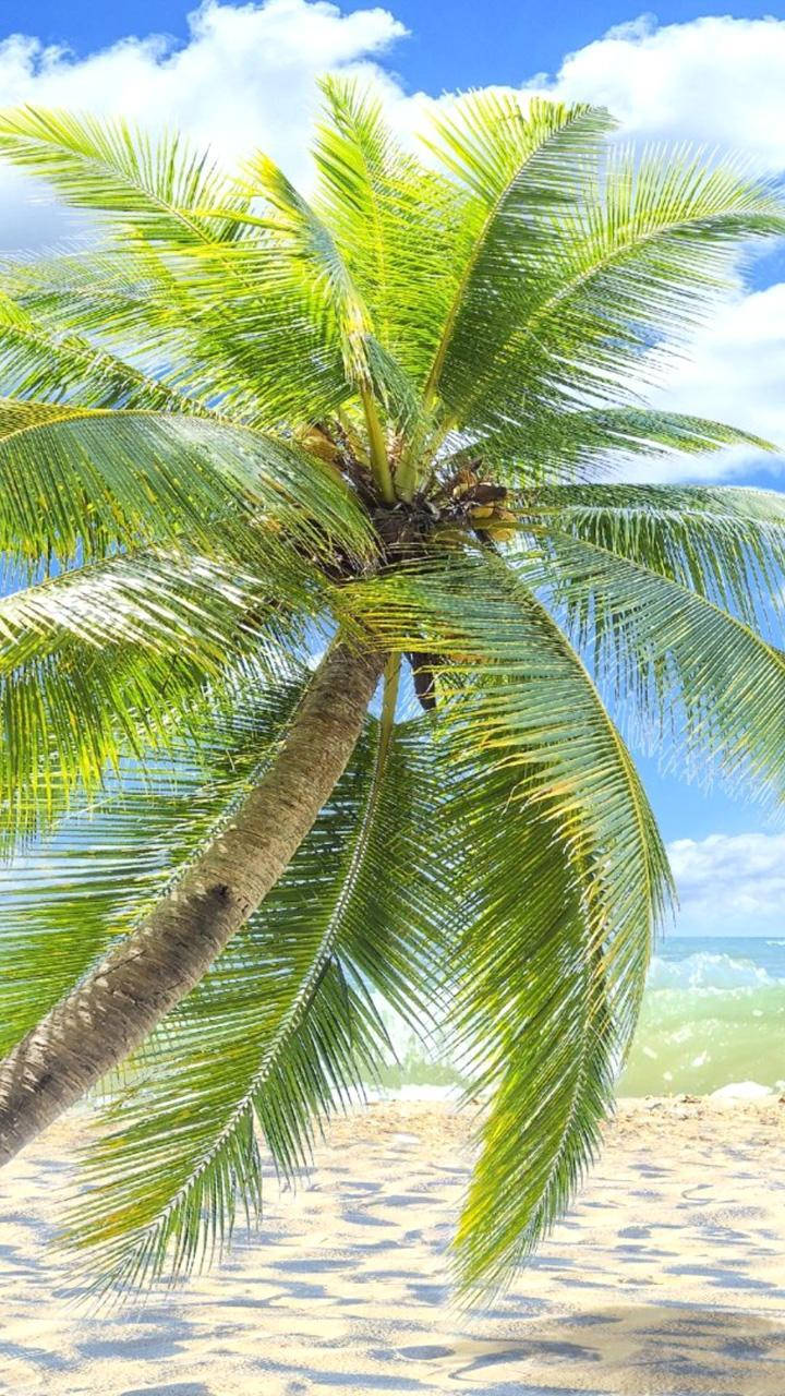 Palm Trees And Sandy Islands Wallpaper