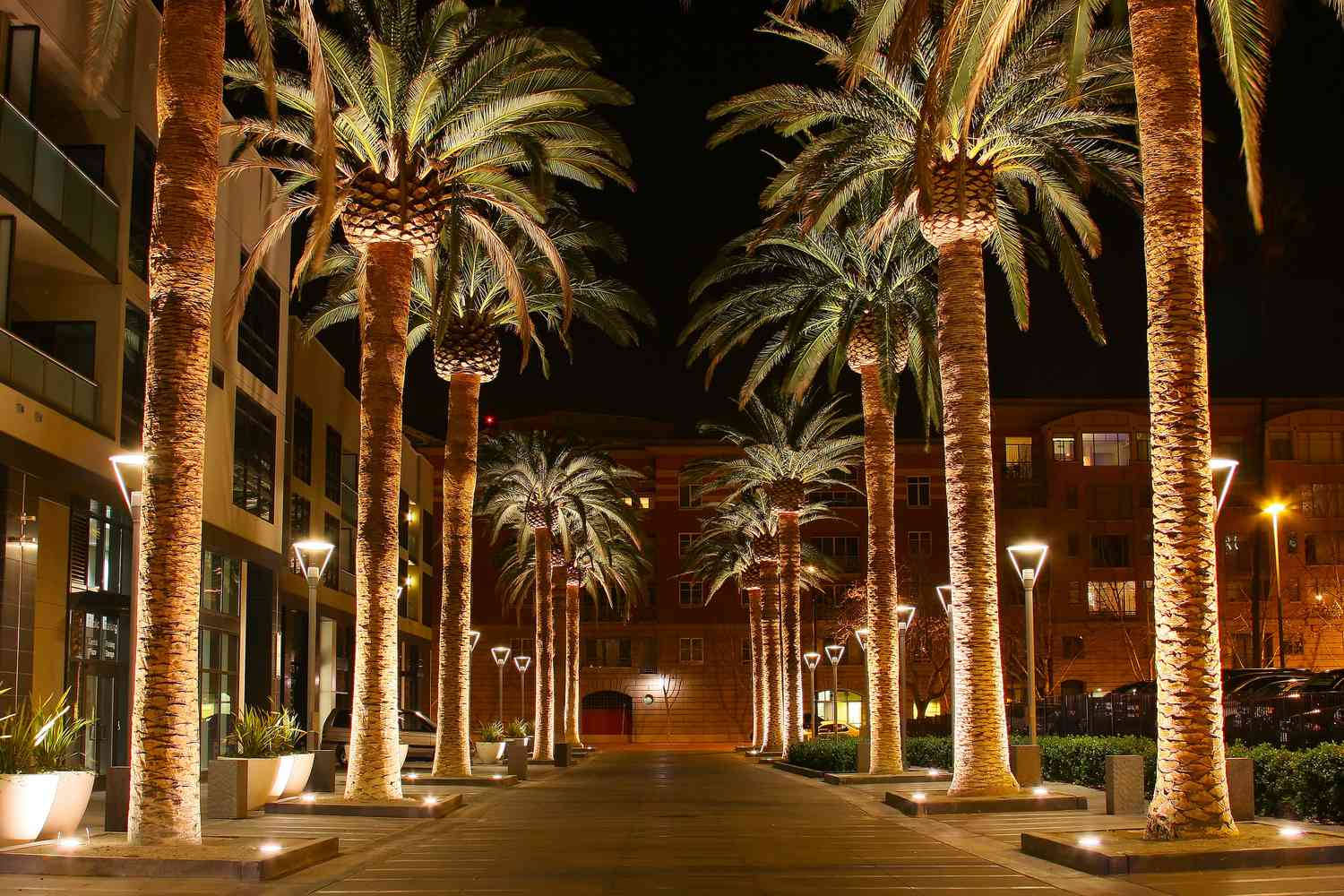 Palm Trees Lined Up In A Walkway At Night Wallpaper