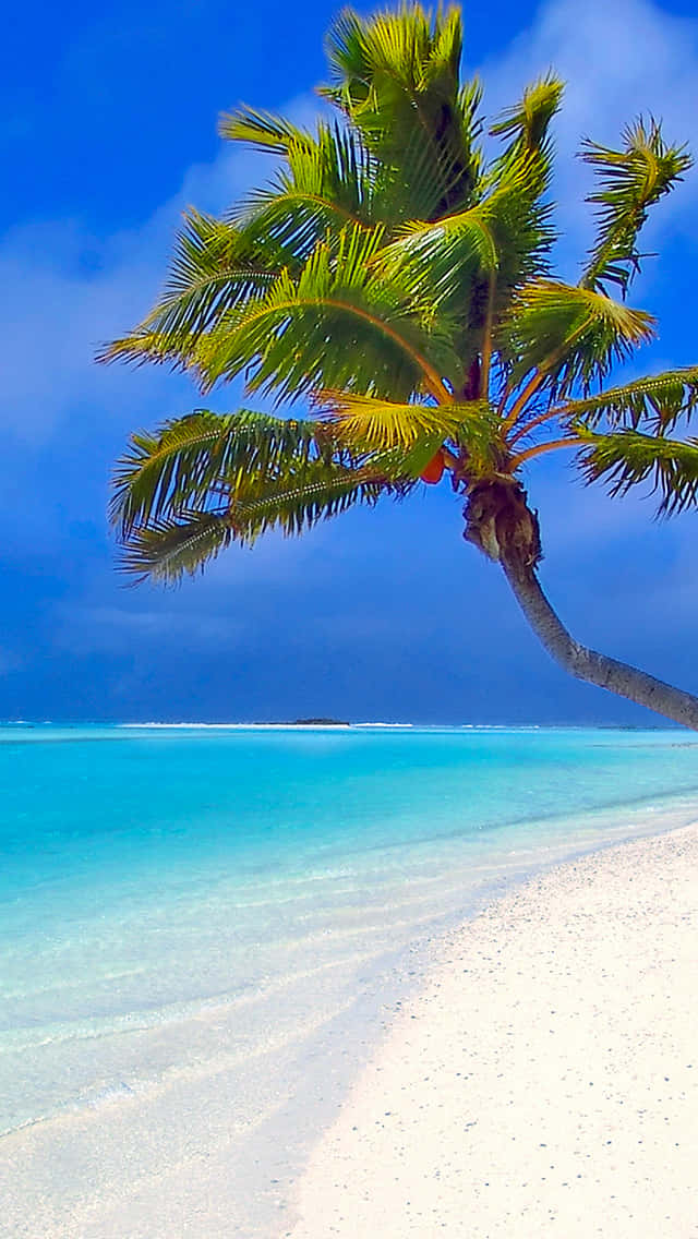 Palm Trees Maldives Tropical Beach Wallpaper