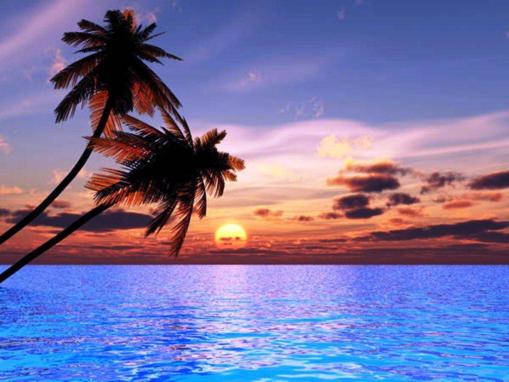 Palm Trees On Bioluminescent Beach Sunset Wallpaper