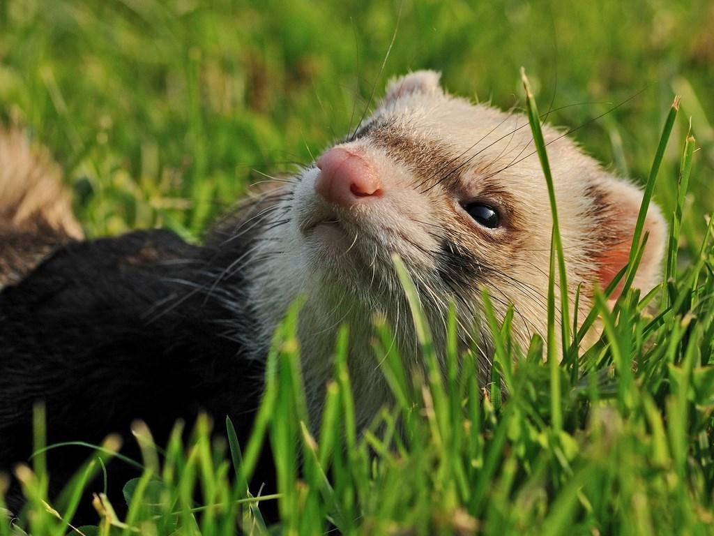 Panda Ferret Grasses Wallpaper