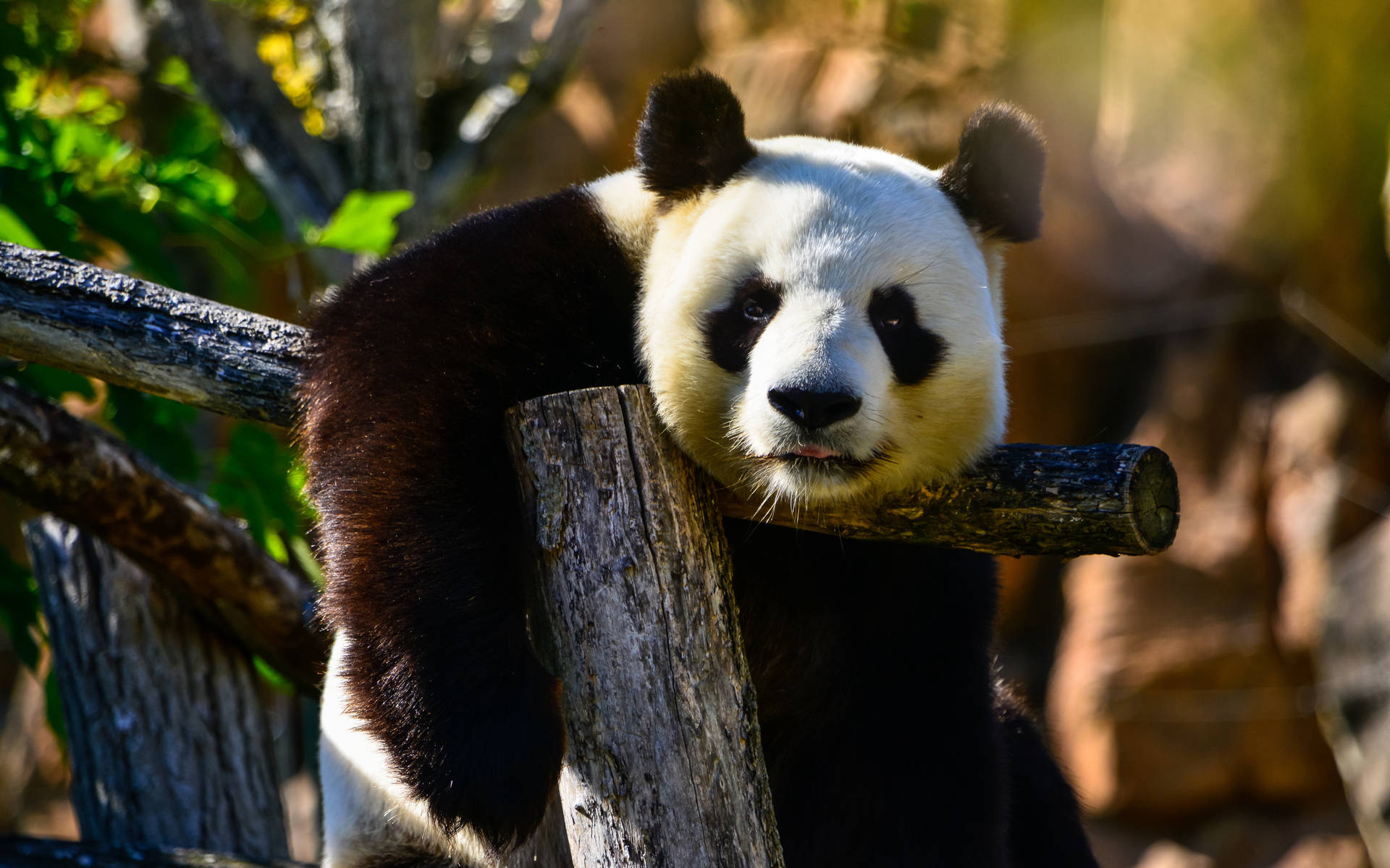 Panda Happy And Relaxing Wallpaper