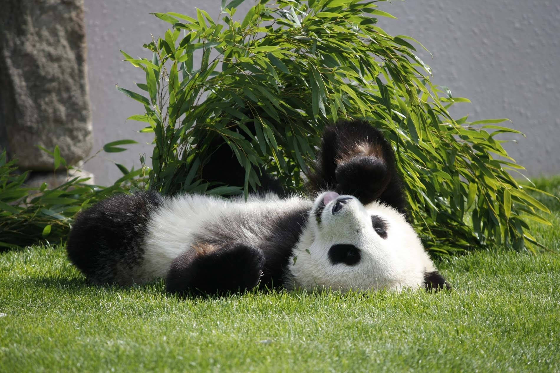 Panda Lying Face Up Wallpaper