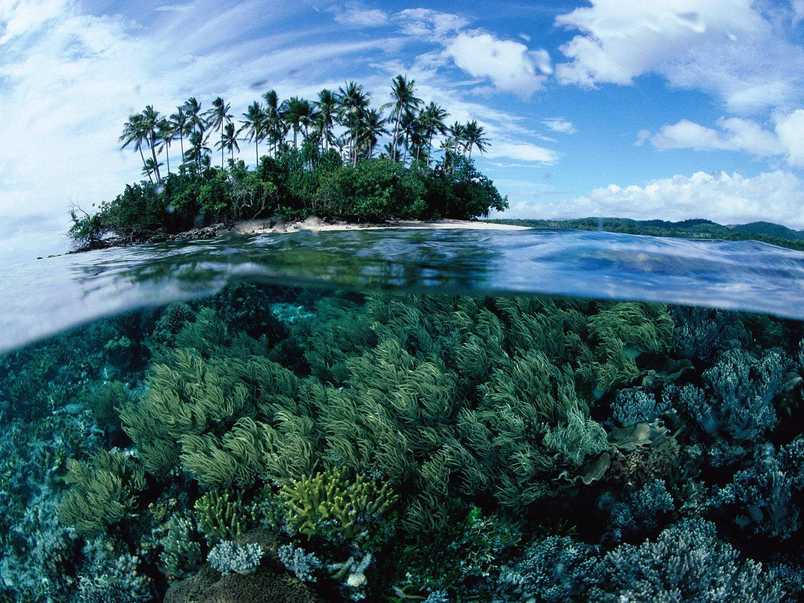 Papua New Guinea Coral Reefs Wallpaper