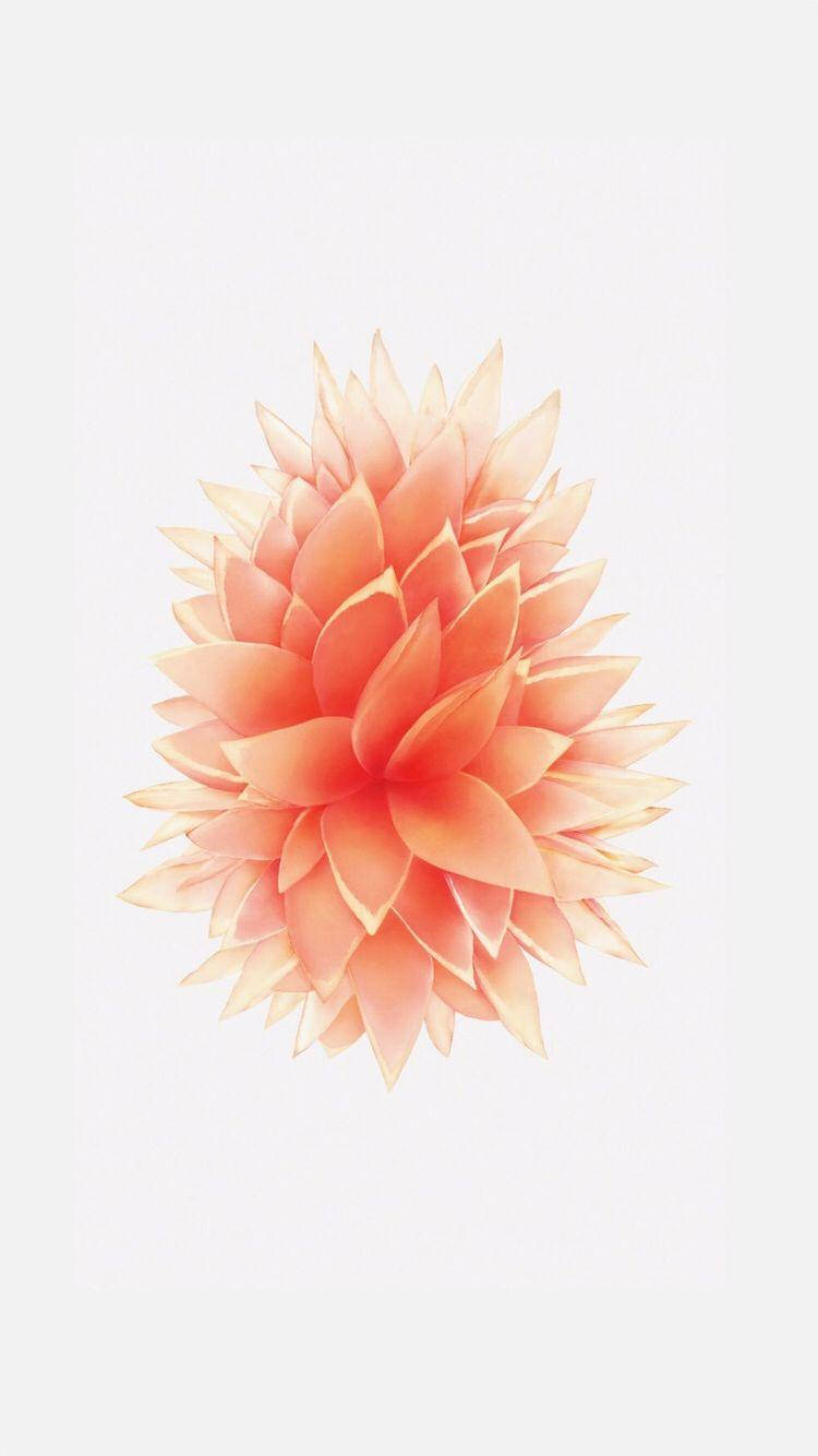 Peach-colored Flower Iphone Se Wallpaper