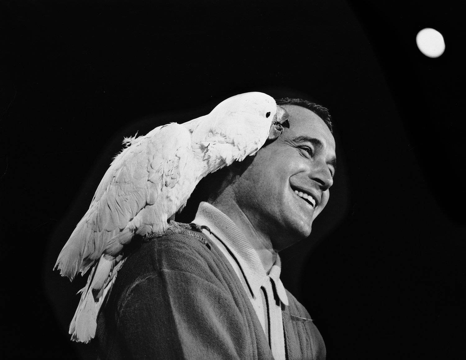 Perry Como And A Tanimbar Corella Wallpaper