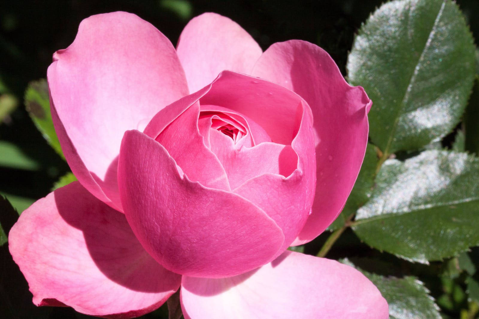 Pink Bud Petals Rose Hd Wallpaper