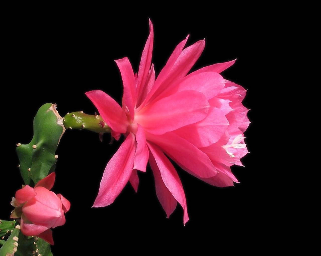 Pink Cactus Flower Profile Wallpaper
