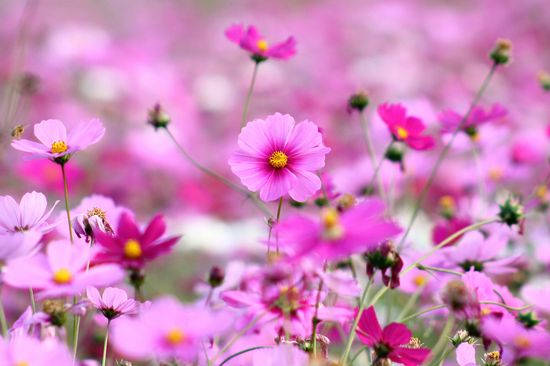 Pink Cosmos Full Screen Hd Desktop Wallpaper