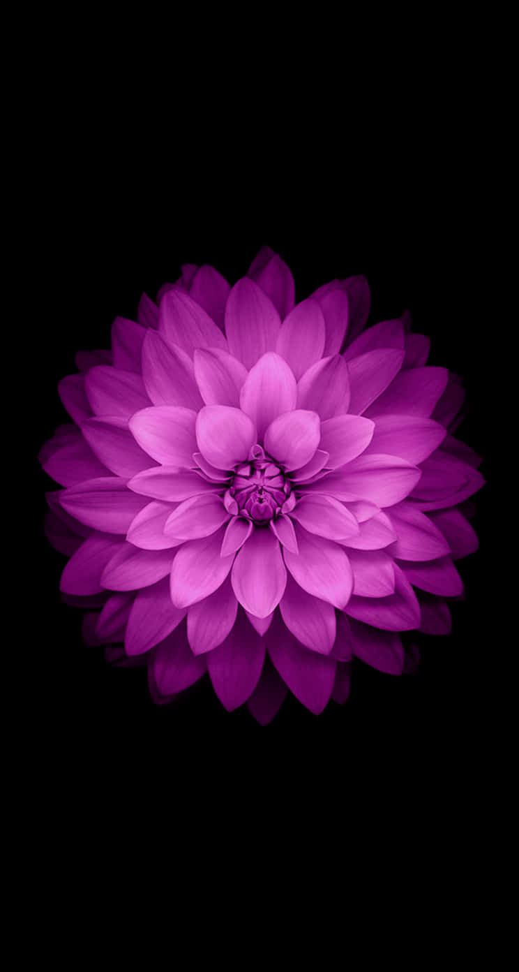 Pink Dahlia Original Iphone 5s Wallpaper