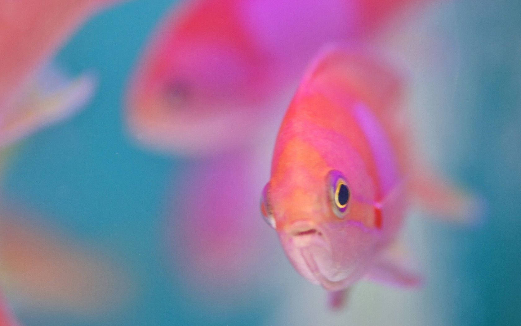 Pink Fish In The Water Wallpaper