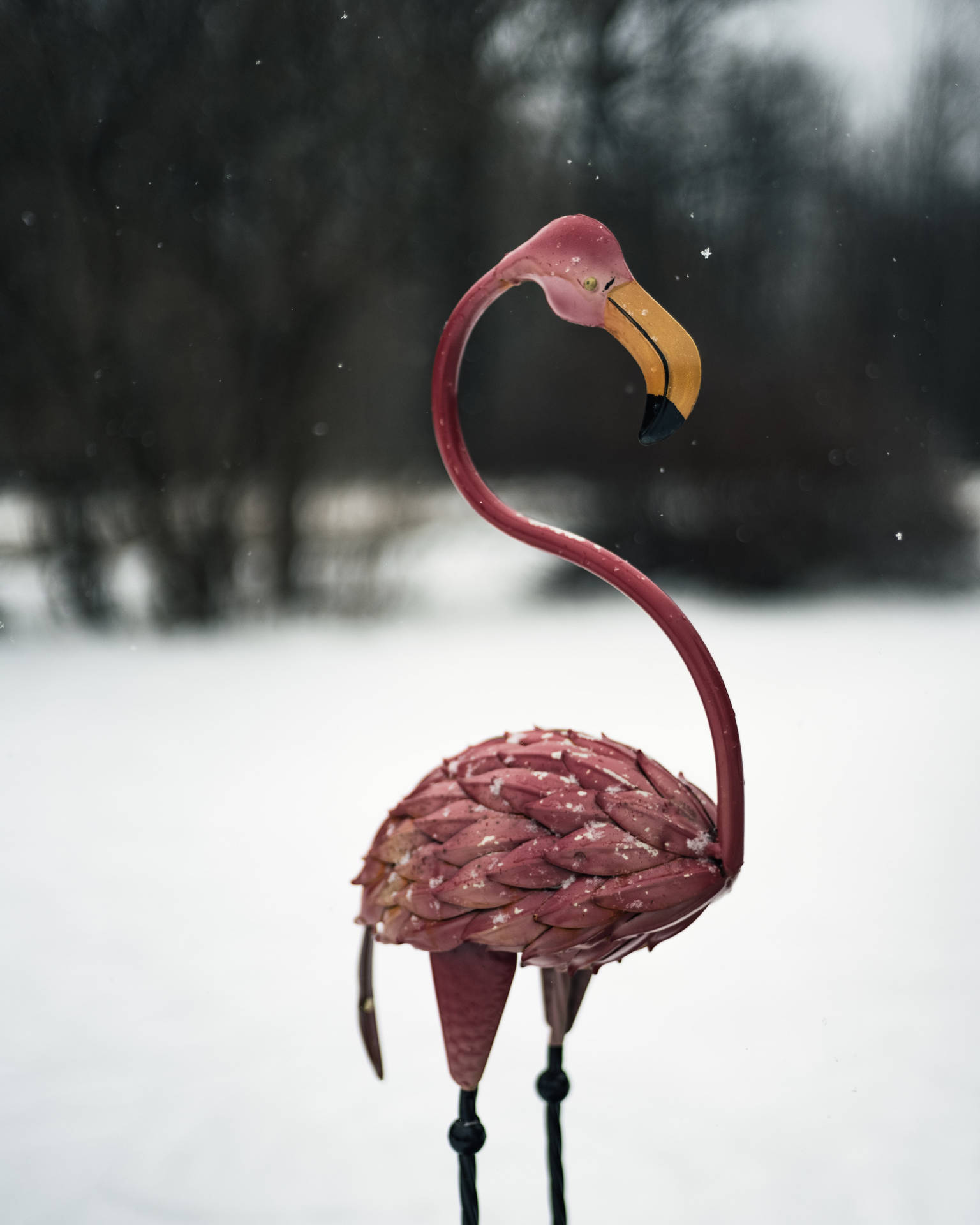 Pink Flamingo In Cool Winter Wallpaper