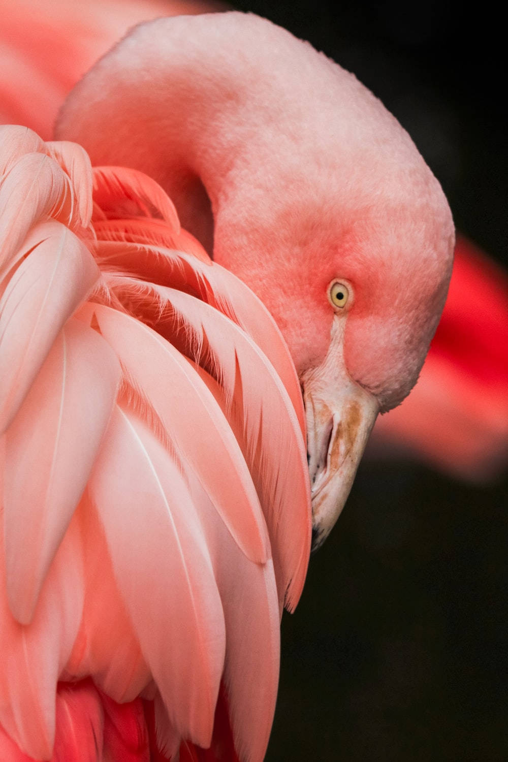 Pink Flamingo In Tanzania Wallpaper