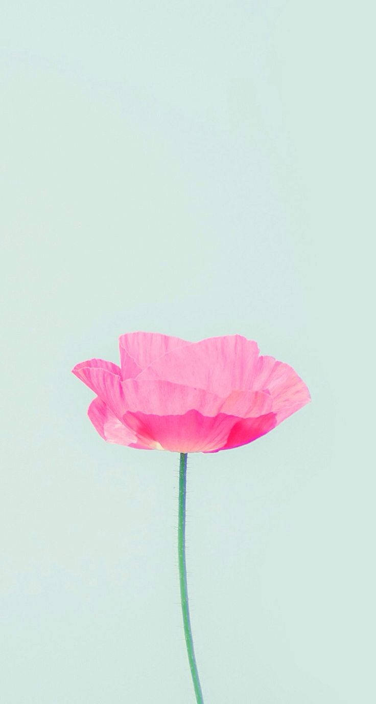 Pink Flower Pinterest Hd Wallpaper