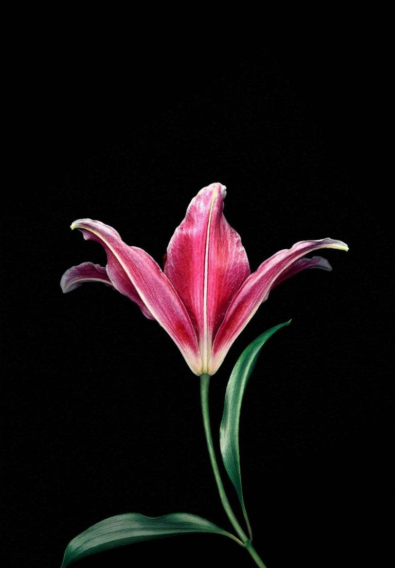 Pink Lily Ipad 2021 Wallpaper