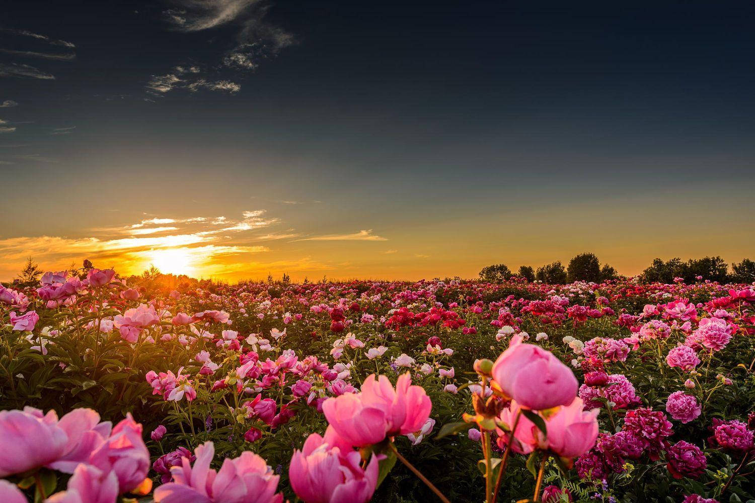 Pink Peony Flower Field Wallpaper