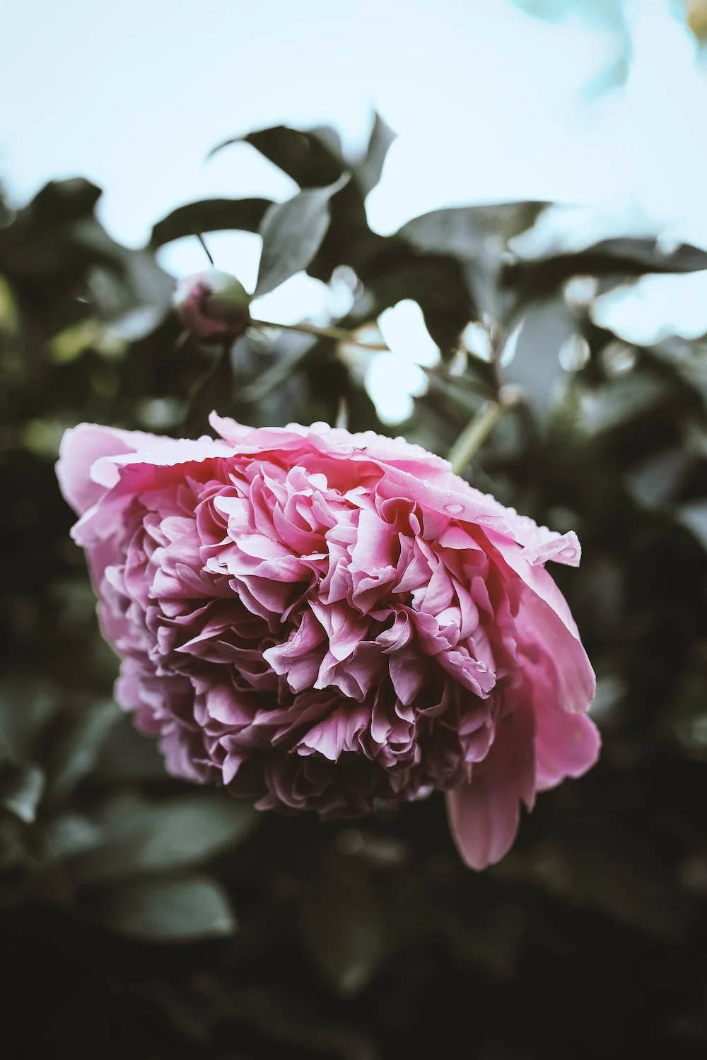 Pink Peony Flower Iphone 11 Pro 4k Wallpaper