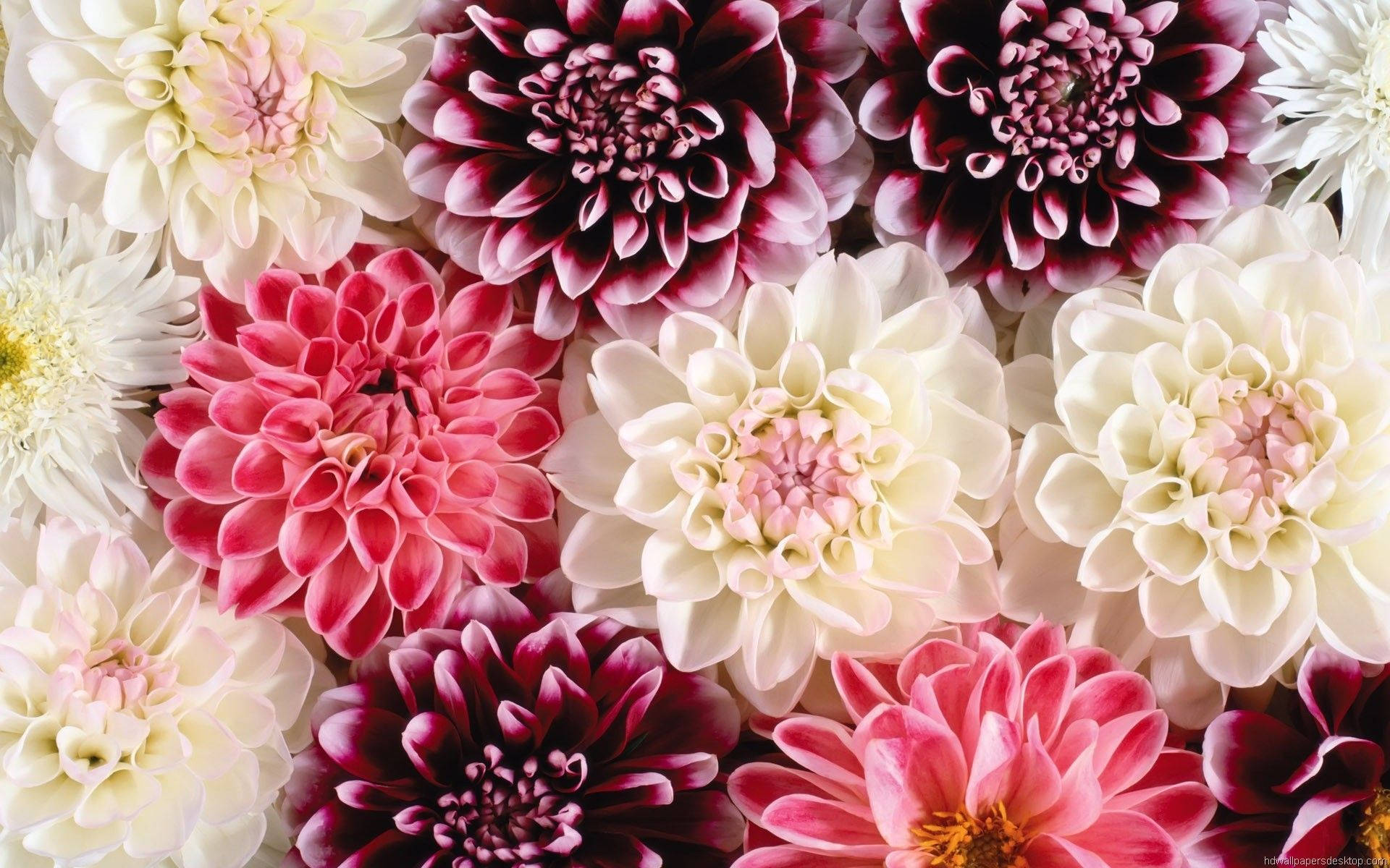 Pink, Purple, And White Floral Desktop Wallpaper