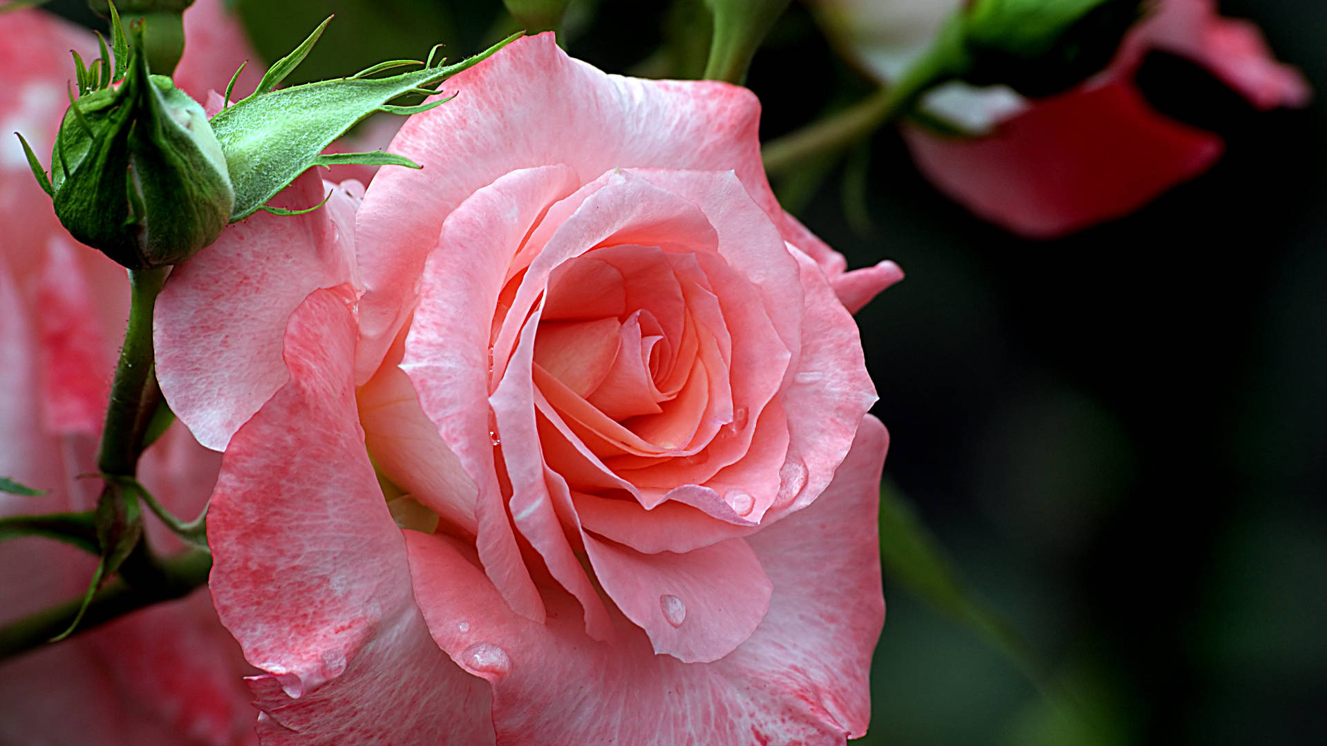 Pink Rose Flower Pc Wallpaper