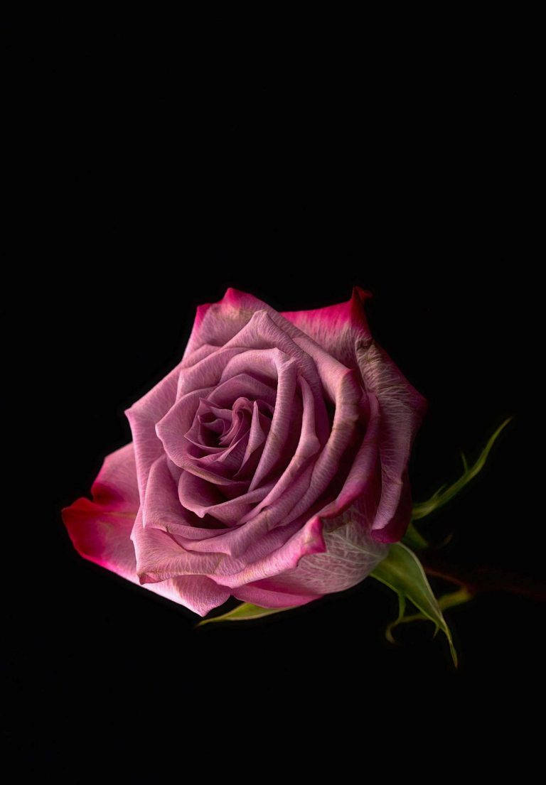 Pink Rose Ipad 2021 Wallpaper