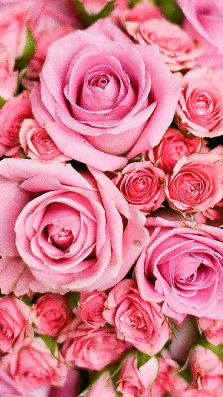 Pink Rose Iphone Background Wallpaper