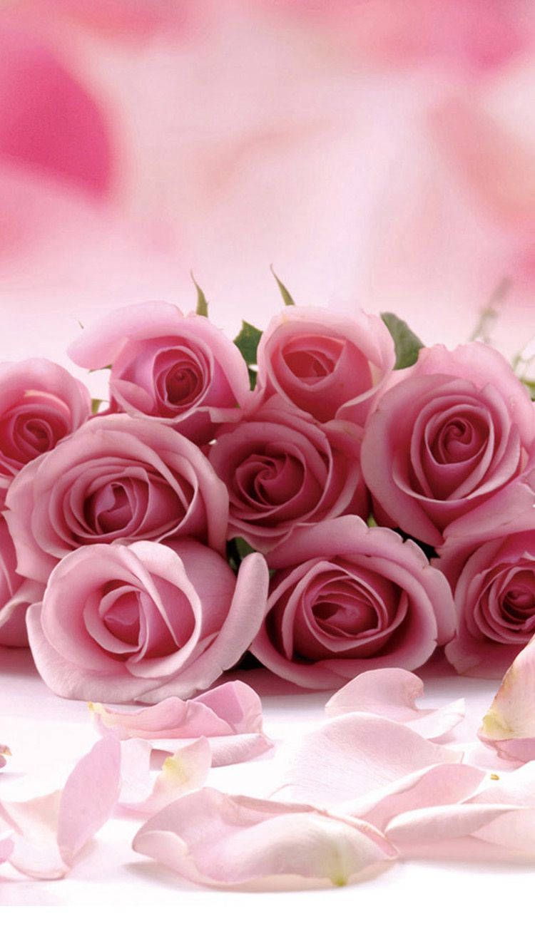 Pink Rose Iphone Bouquet And Petals Wallpaper