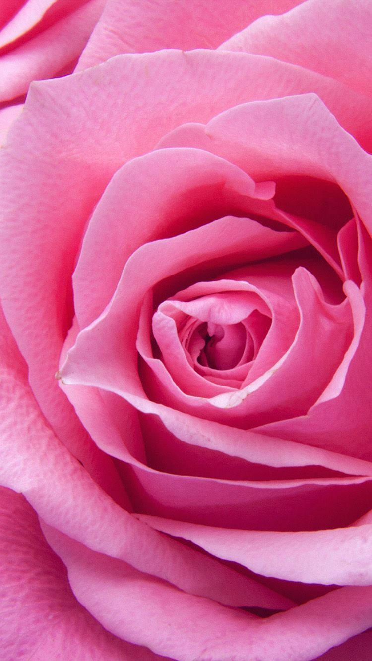 Pink Rose Iphone Close Up Wallpaper