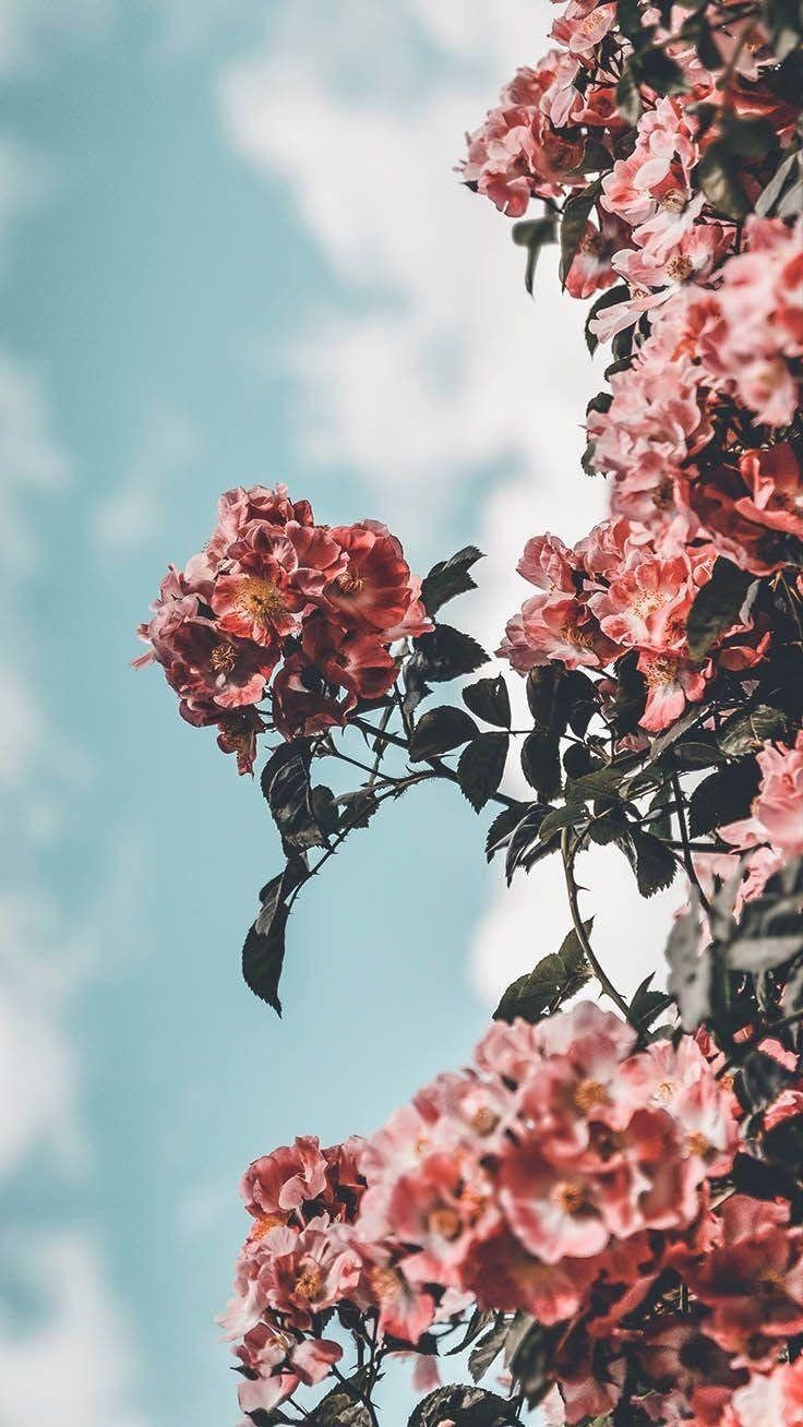 Pink Rose Iphone Cloud Background Wallpaper