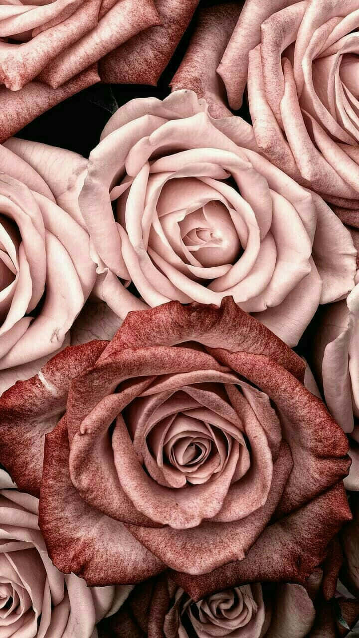 Pink Roses In A Bouquet Wallpaper