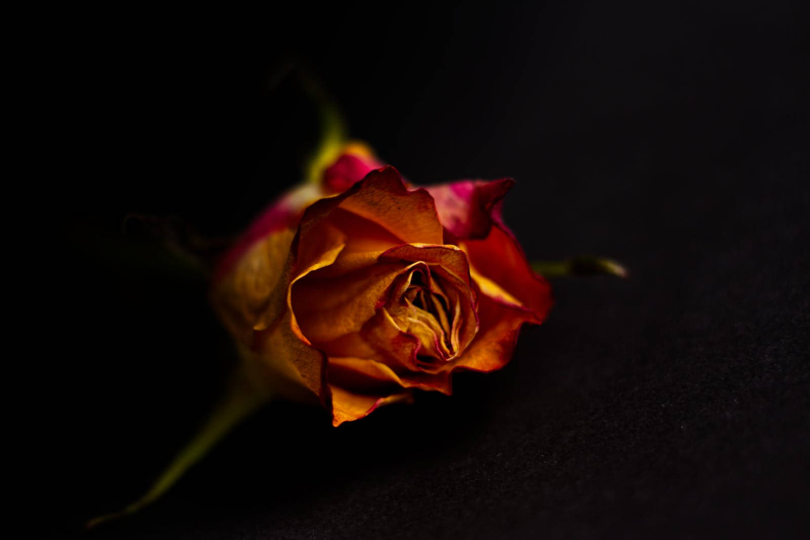 Pink Yellow Rose Hd Wallpaper