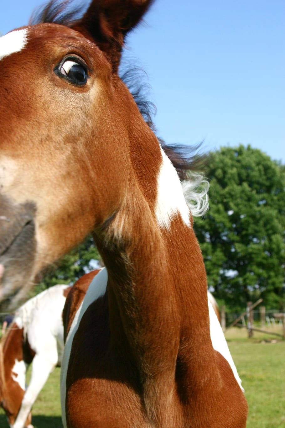 Pintabian Horse Breed Foal Close Up Shot Wallpaper