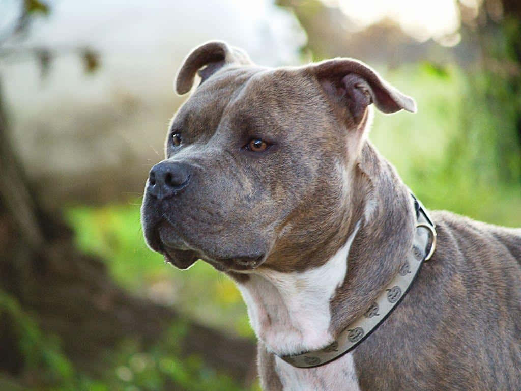 Pit Bull Dog Breeds Wallpaper