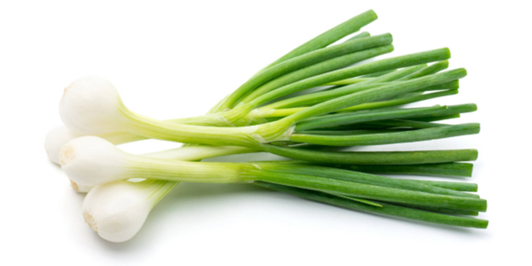 Plain Green Onion Display Wallpaper