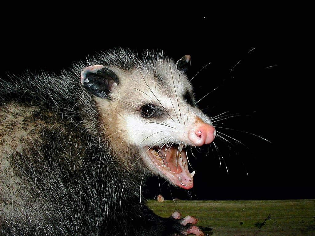 Possum Hissinginthe Dark Wallpaper