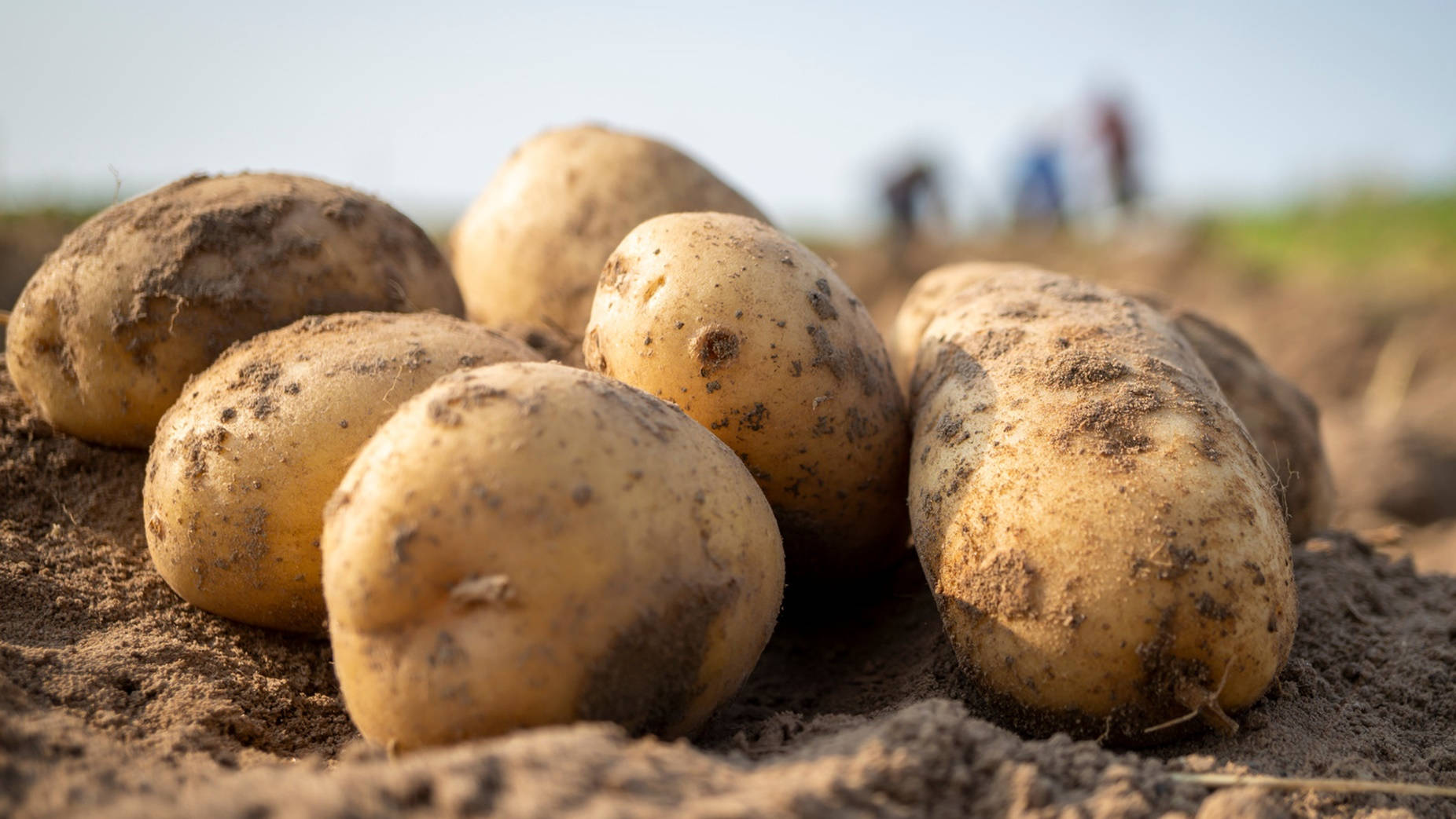 Potatoes With Brown Soil Wallpaper