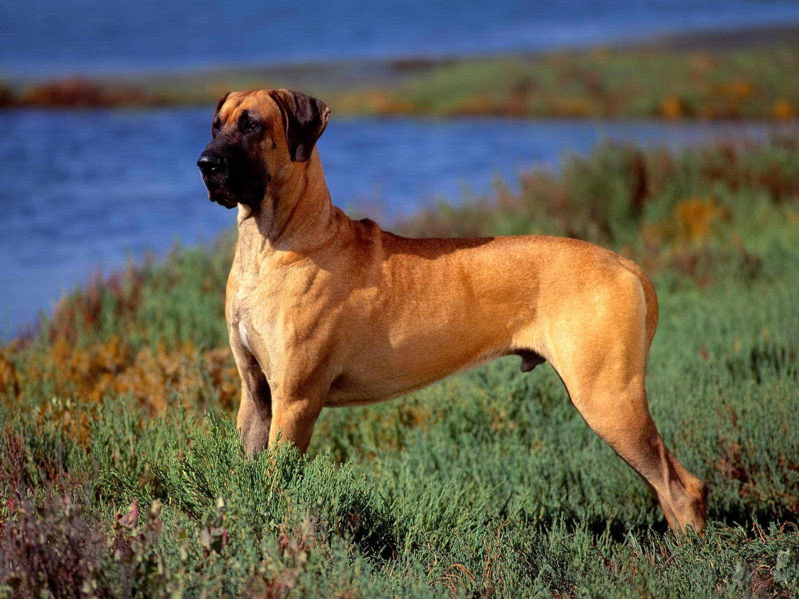 Powerful Boerboel Dog Standing Tall Wallpaper