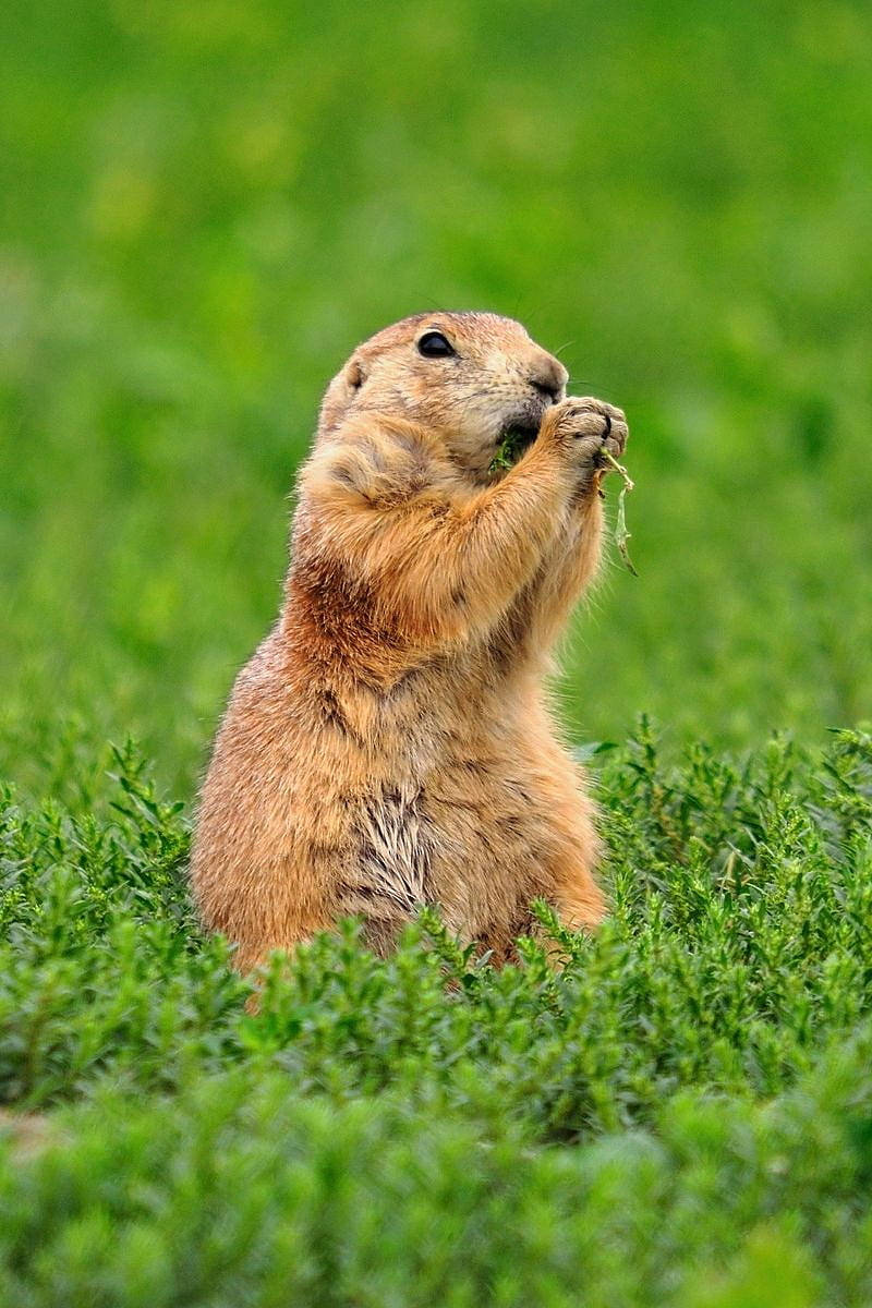 Prairie Dog Original Iphone 4 Wallpaper